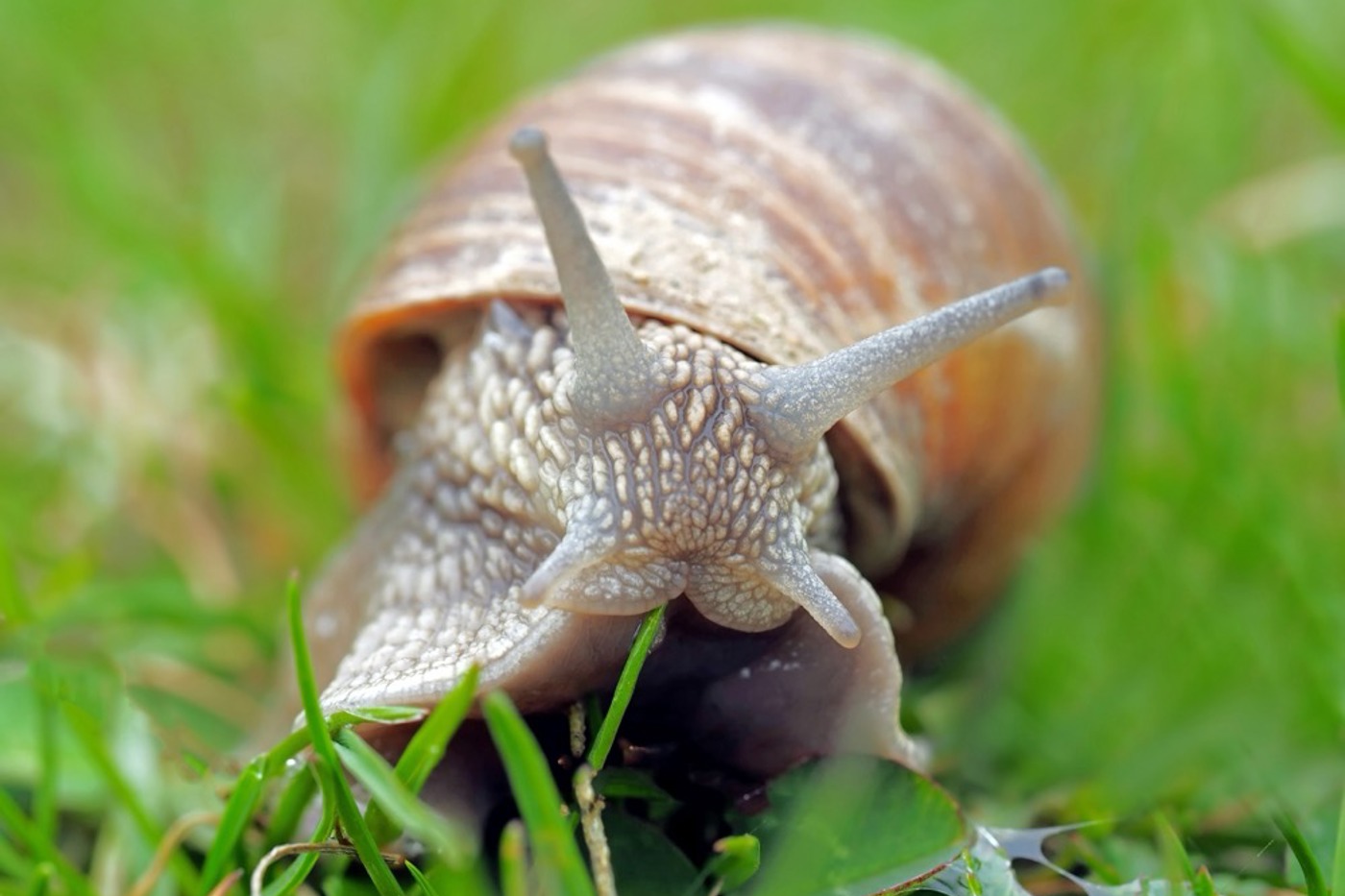 Schnecken sind trotz ihrer Langsamkeit erstaunlich erfolgreiche Tiere. Eines ihrer Geheimrezepte ist der Schleim. © kie-ker/pixabay