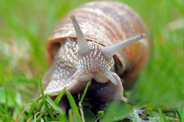 Snail 1502214