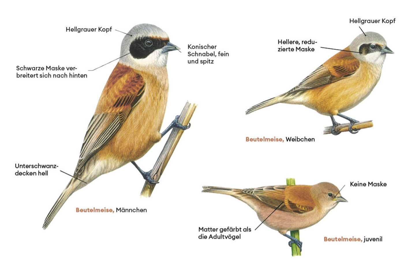 © François Desbordes