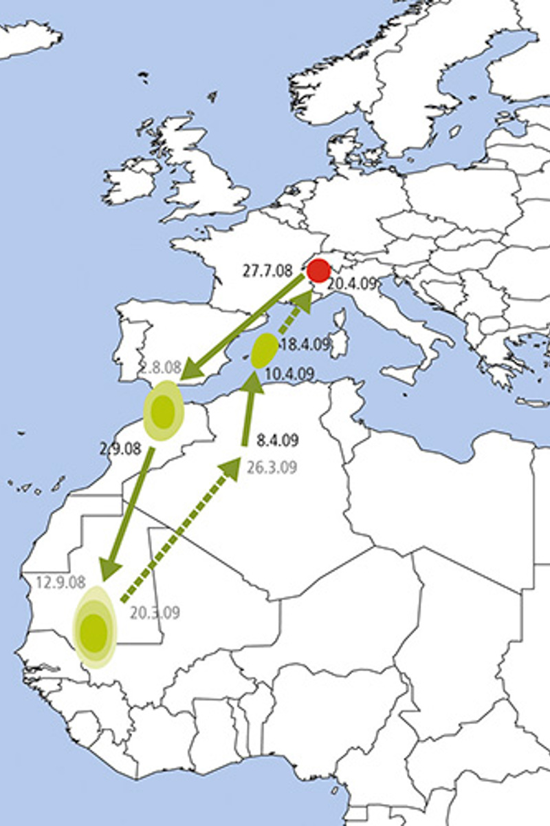 ZV Wiedehopf Weibchen Flugkarte