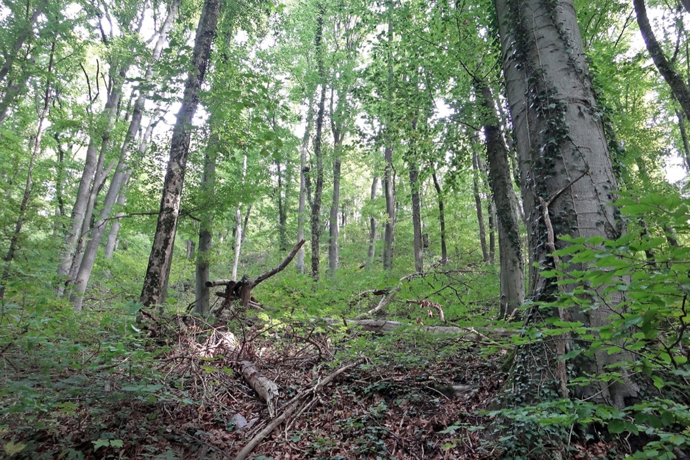 In Schweizer FSC-Wäldern gibt es höhere Anforderungen bezüglich Totholz und Biotopbäumen als im restlichen Wald. © Christa Glauser