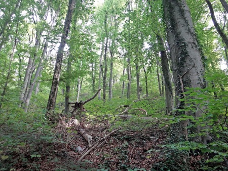 Engagement für den Schweizer Wald