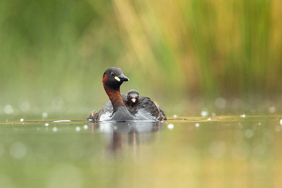 Mauritius Images 14757165