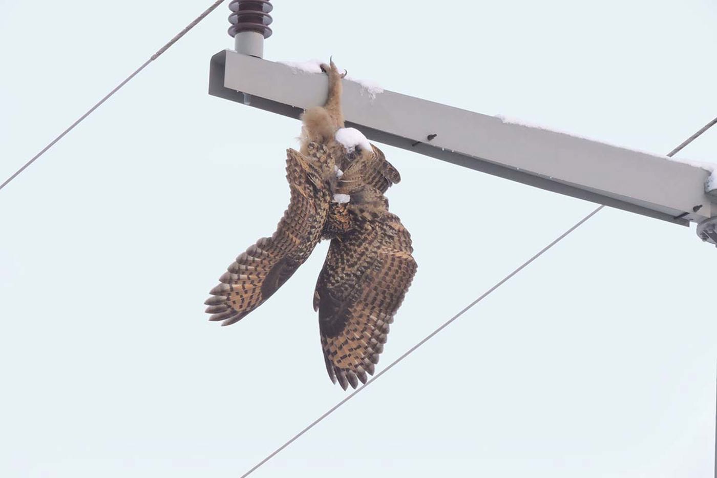 Dieser Uhu starb an einem Stromschlag an einem nicht sicheren Strommasten. © Heinz Ries/LBV-Archiv