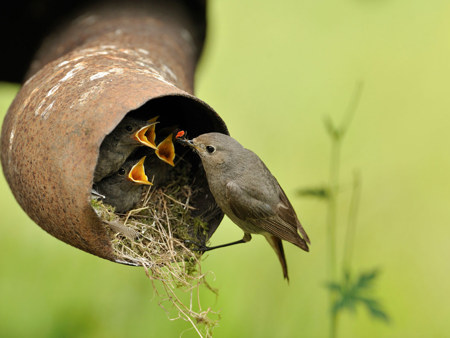 Neues Leben aus dem Wrack