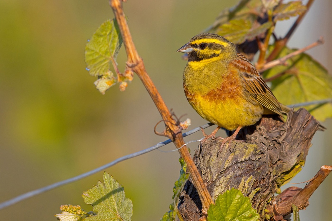 TI Zaunammer Mschaef