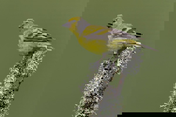 Zitronenzeisig5 Rieben