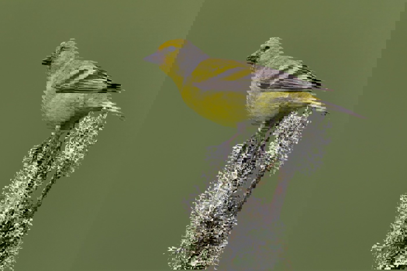 Der Zitronenzeisig wird immer seltener. Im Schwarzwald steht er vor dem Aussterben.  © Stefan Rieben