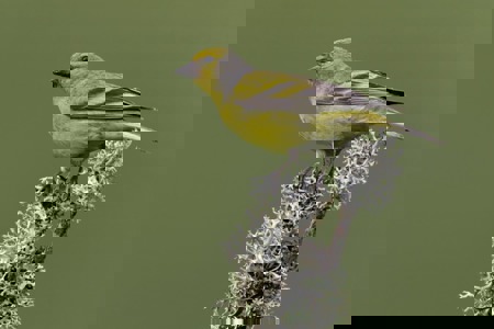 Schleichender Abschied