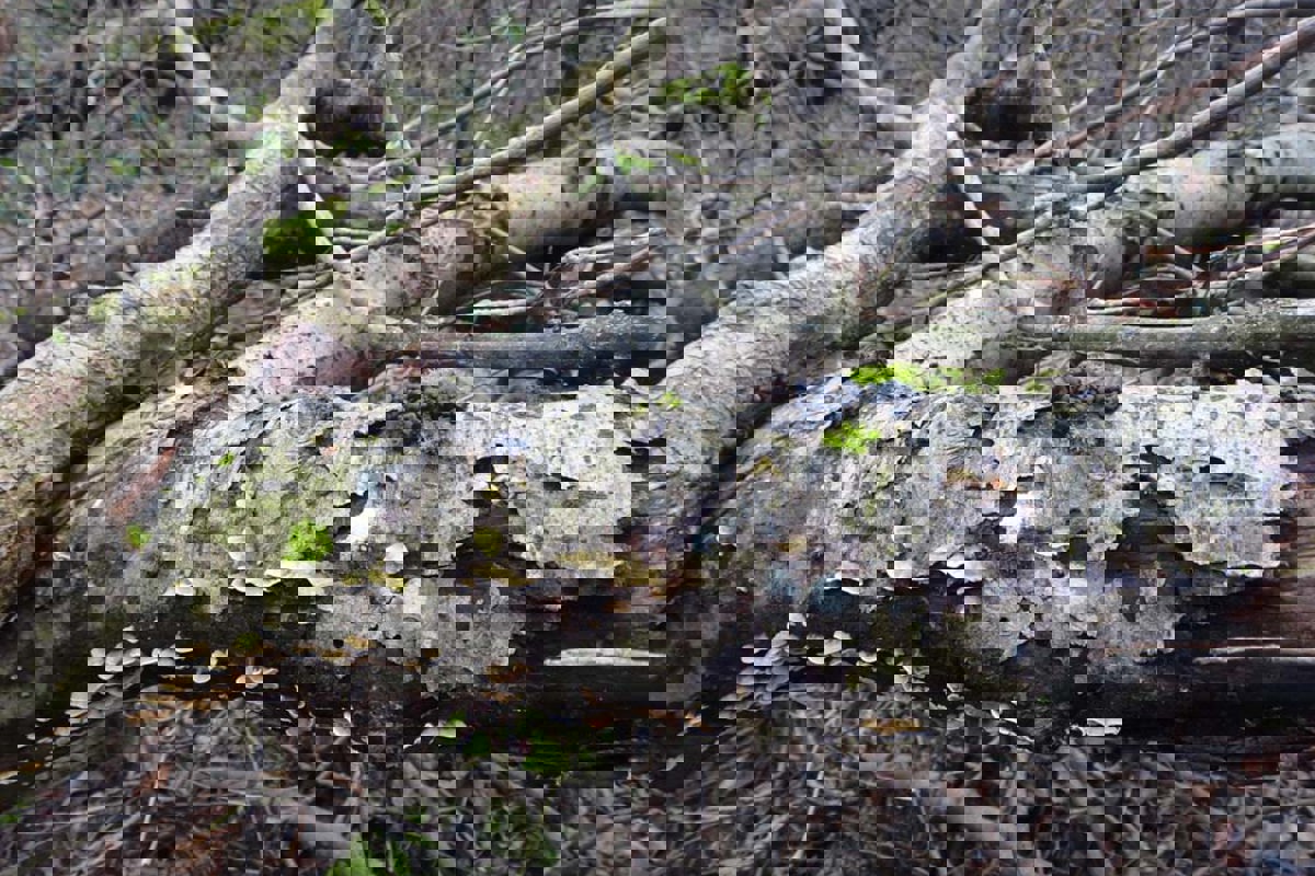 Totholz Laubholz SVS