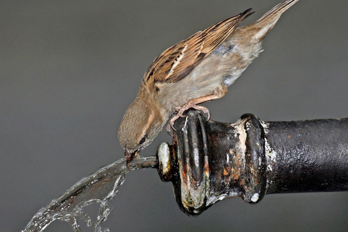 Eng ist die Bindung des Haussperlings an den Menschen, von welchem er in vielerlei Hinsicht profitiert. © Ruedi Aeschlimann