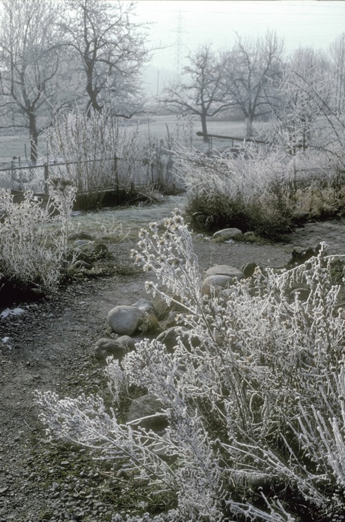 Missionb Garten Winter