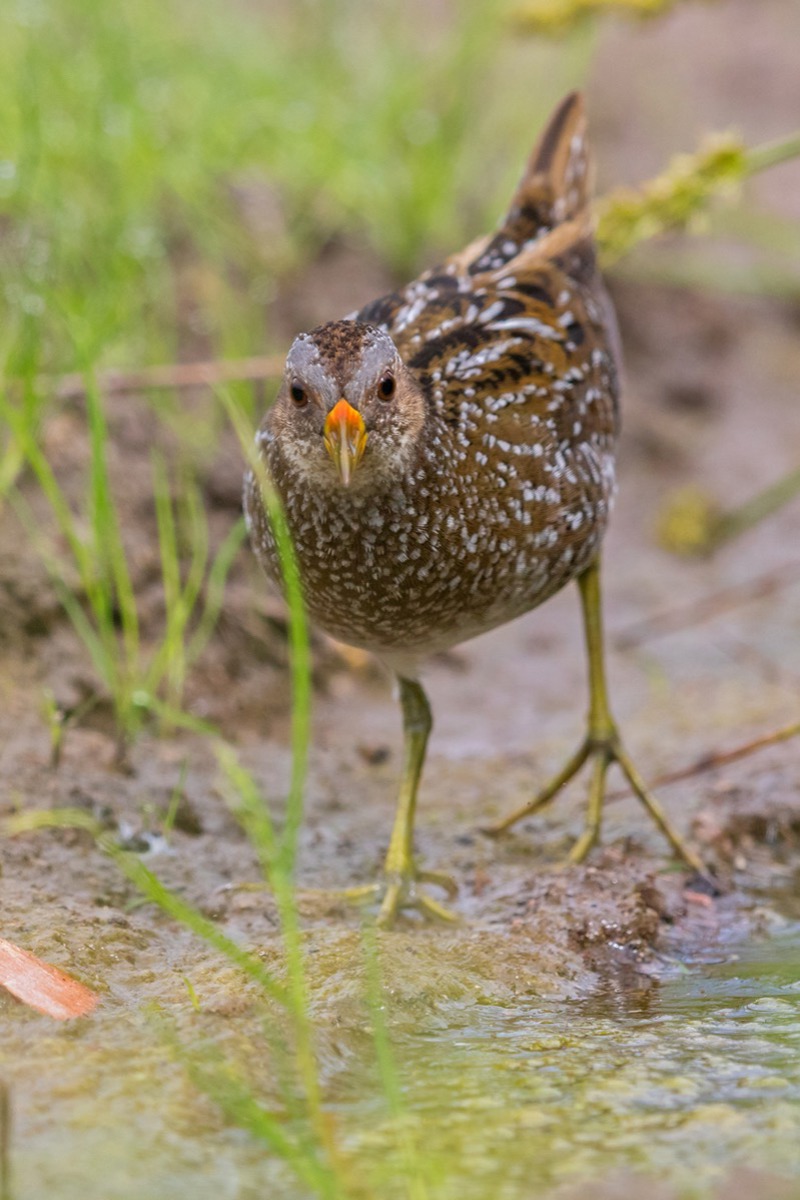 L Tuepfelsumpfhuhn 7D2 071043