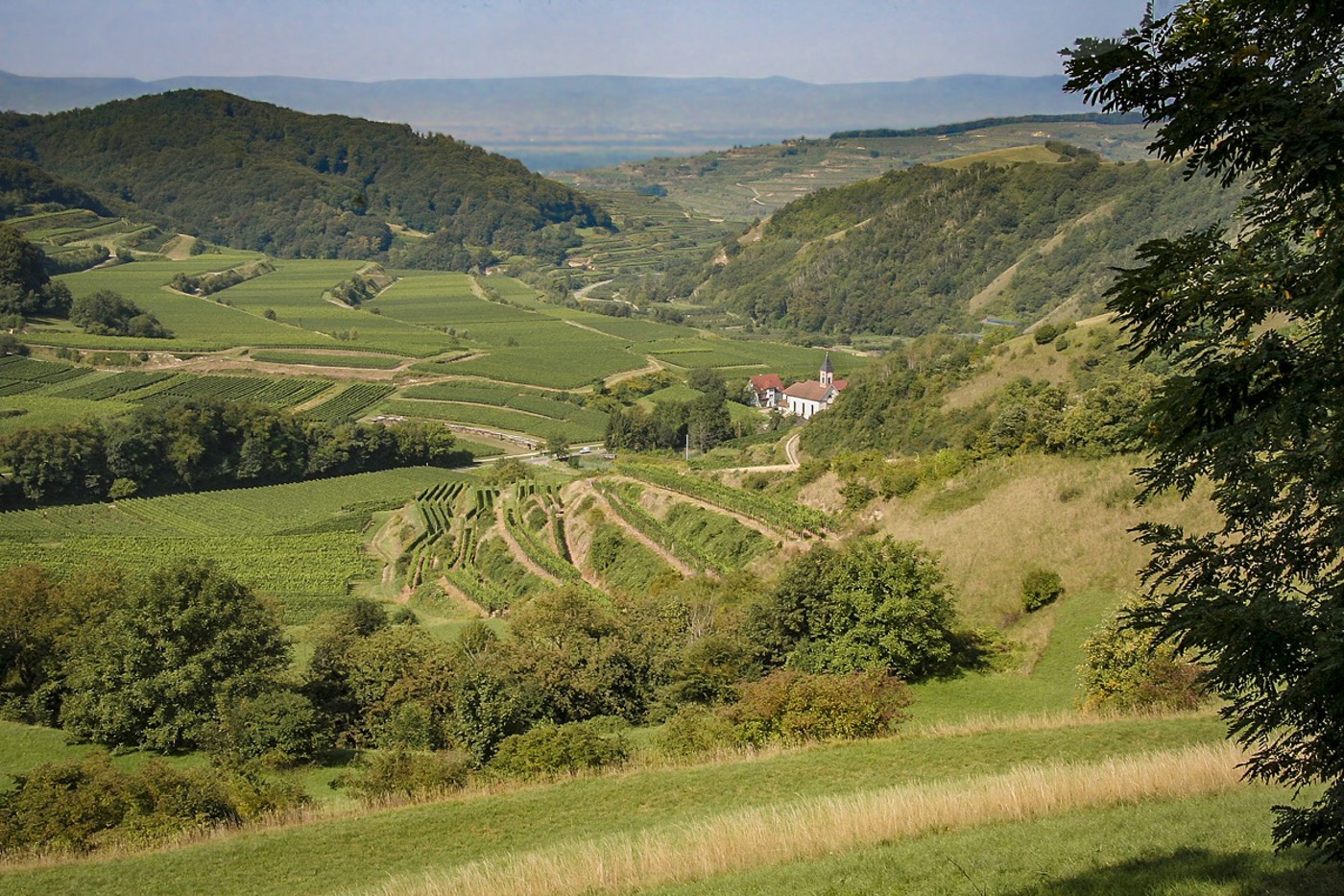 Alt-Vogtsburg im Zentralkaiserstuhl besteht nur aus ein paar Häusern. Rundum liegen artenreiche Wiesen, Wälder und Rebberge. © Sebastian Schröder-Esch