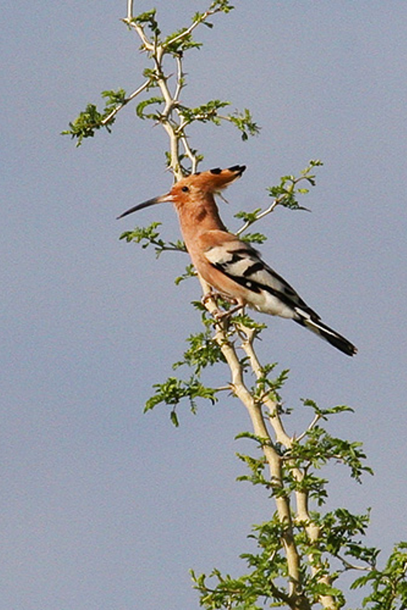 ZV Upupa Epops Akka Delta Intcrieur Du Niger 20081024 002