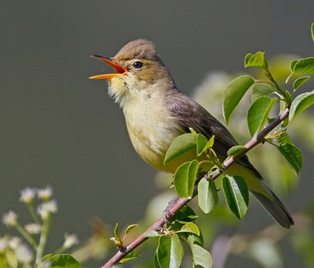 Orpheusspötter: Gekommen, um zu bleiben