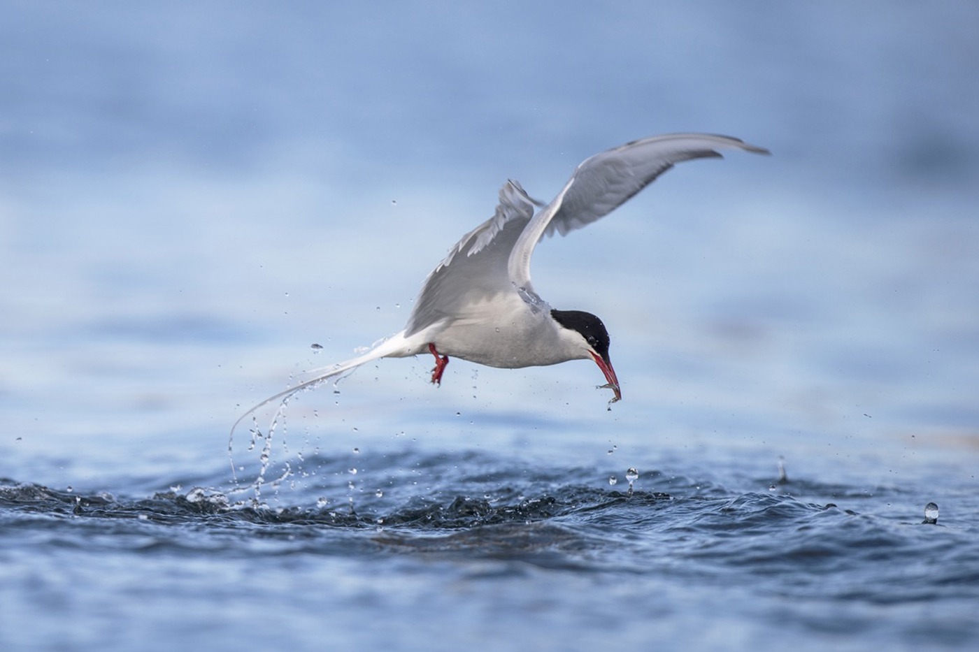 Die Küstenseeschwalbe ist der Wappenvogel von BirdLife. © Michael Gerber