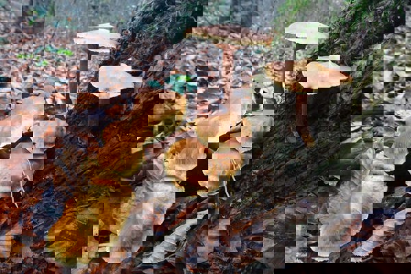 Totholz Aufhaenger DSC01157