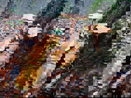 Reiches Leben im toten Holz