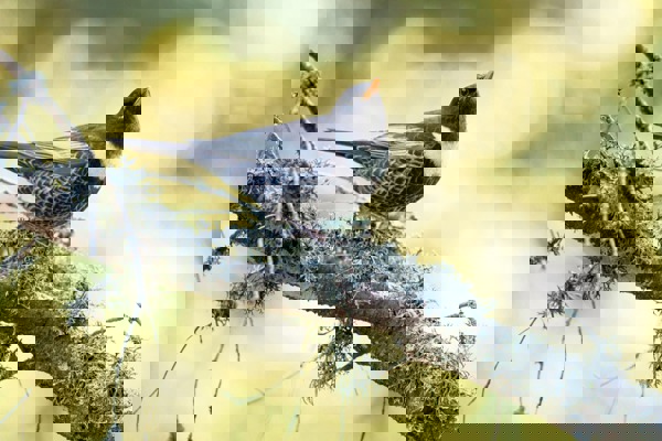 RI Ringdrossel RM 190523 D4 1172 NEU