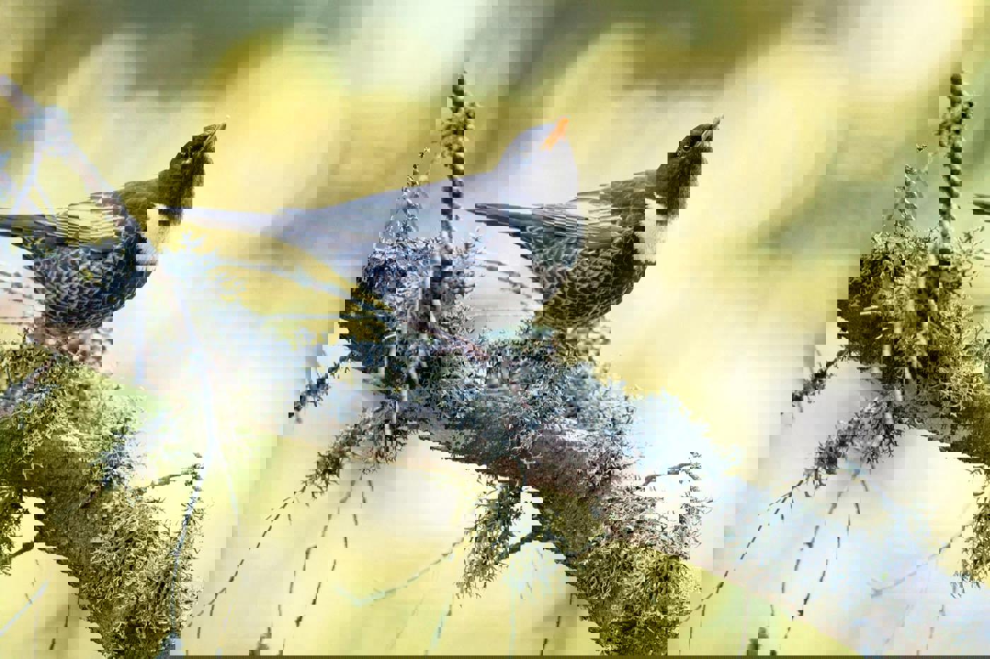 Ringdrosseln benötigen Nadelwald, aber auch (sub-)alpine Rasen und Weiden für die Nahrungssuche. Bild: adultes Männchen. © Ralph Martin