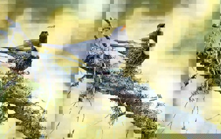 Alpiner Regenwurmjäger