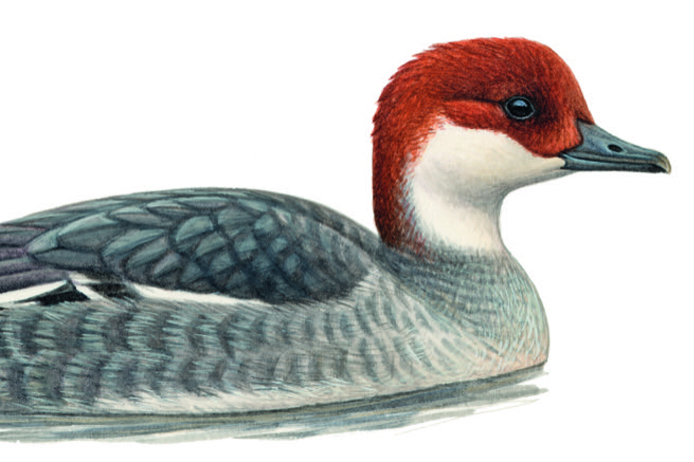 Zwergsäger (Weibchen). © François Desbordes (alle Zeichnungen)