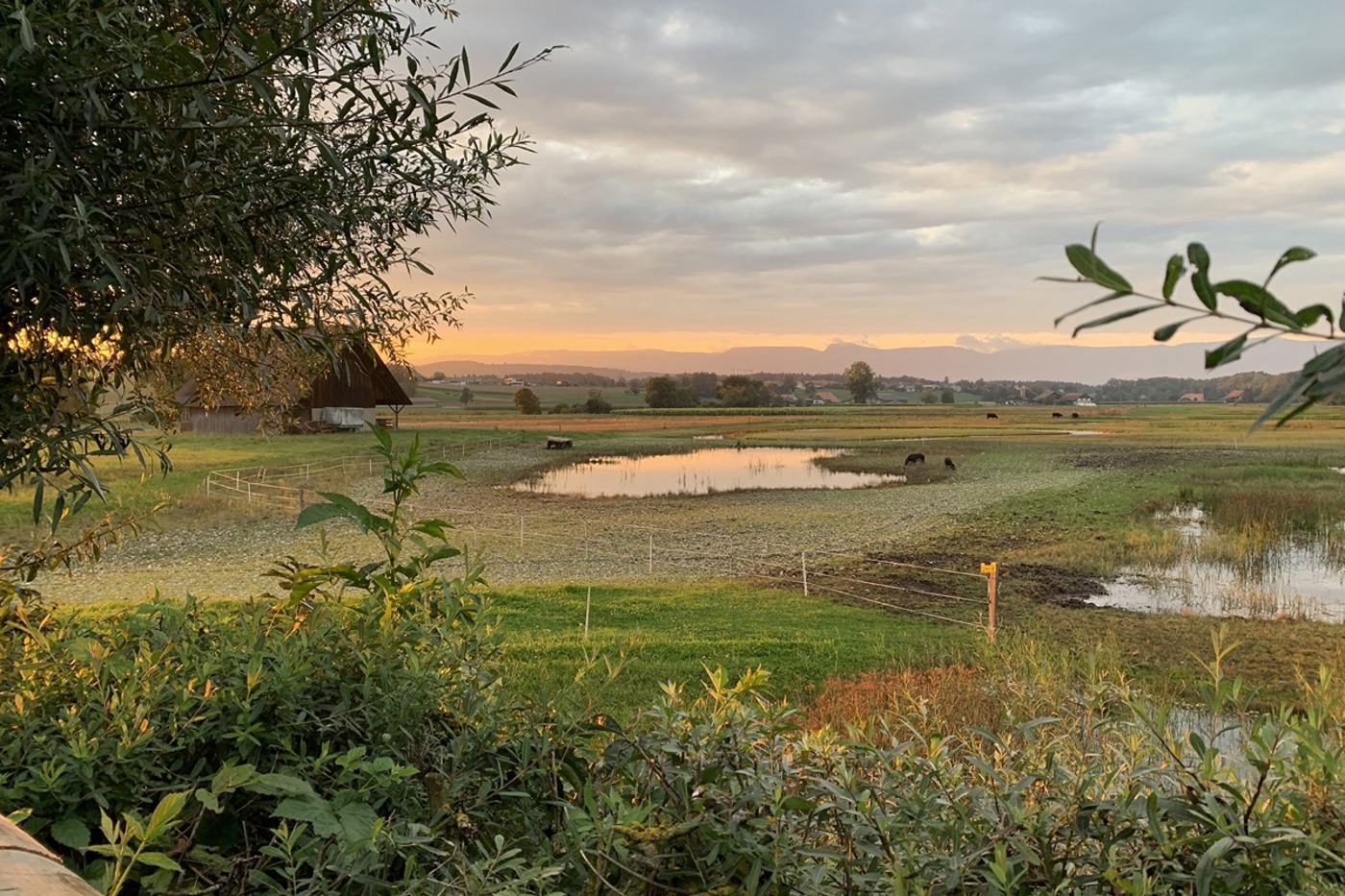Die Renaturierung der Flächen im Fraubrunnenmoos zahlt sich für die Natur aus. © Daniel Gebauer
