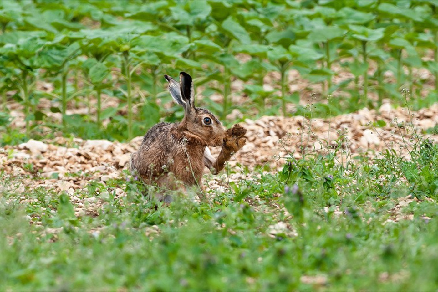 Die Bestände des Feldhasen sind vielerorts stark im Rückgang. Im Projekt HOPP HASE wurde getestet, wie dem sympathischen Kulturlandbewohner geholfen werden kann. © Markus Jenny