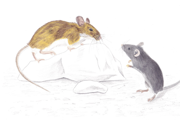 SA NEU Mäuse CMYK (1)