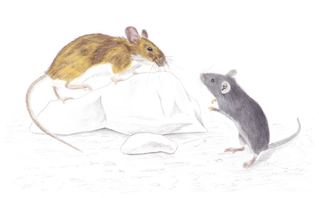 Feinsinnige Tierchen