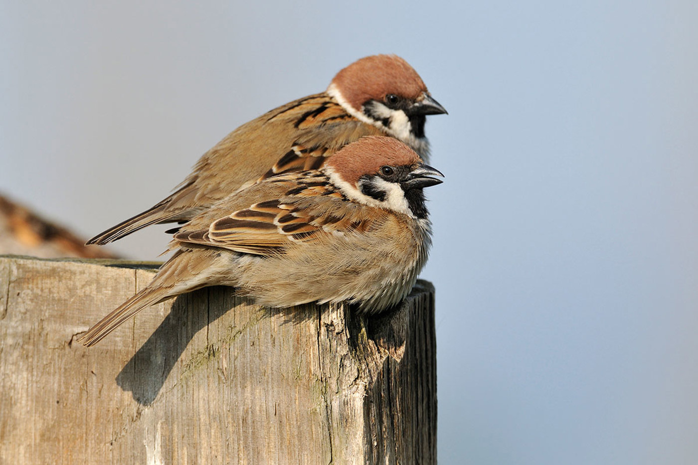 Der Feldsperling: So unspektakulär und doch so hübsch. © Alain Saunier