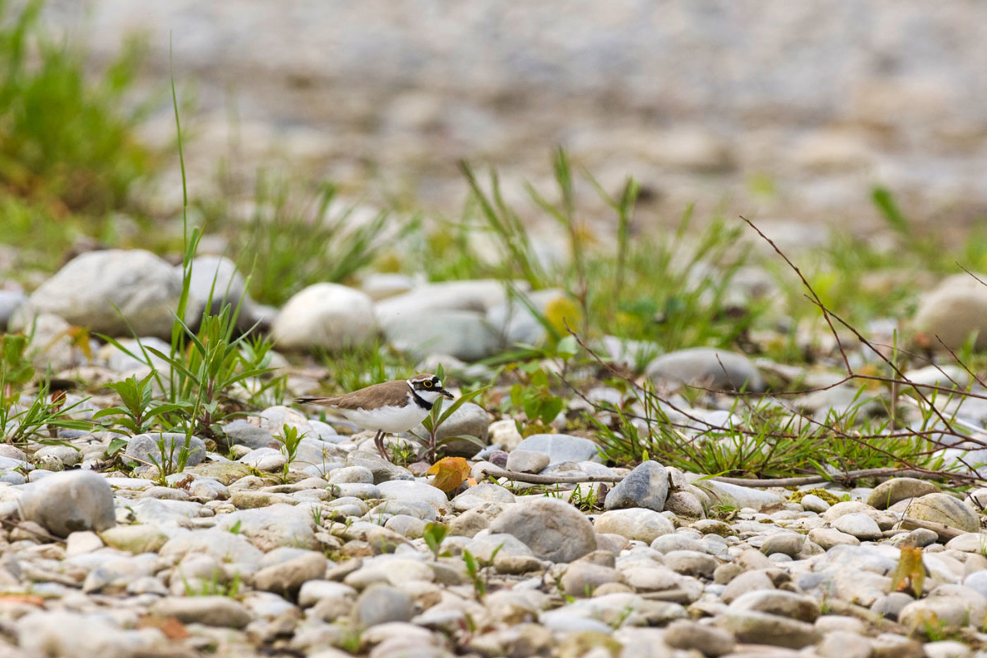 Nur das geübte Auge entdeckt zwischen den Kieseln den flinken Flussregenpfeifer. © Michael Gerber