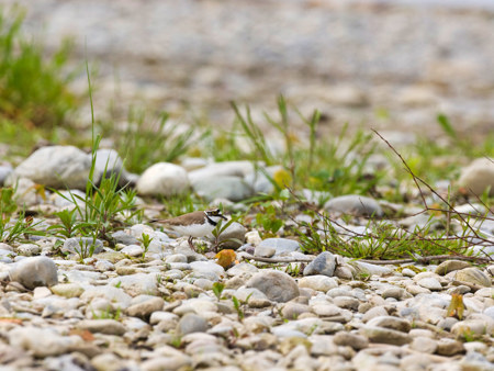 Gesucht: helle Wohnung an ruhiger Lage