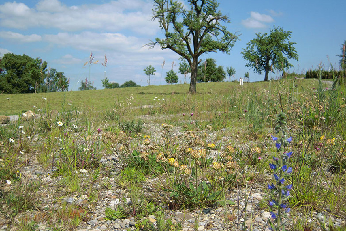 SK A1 Blumenwiese Lhaag