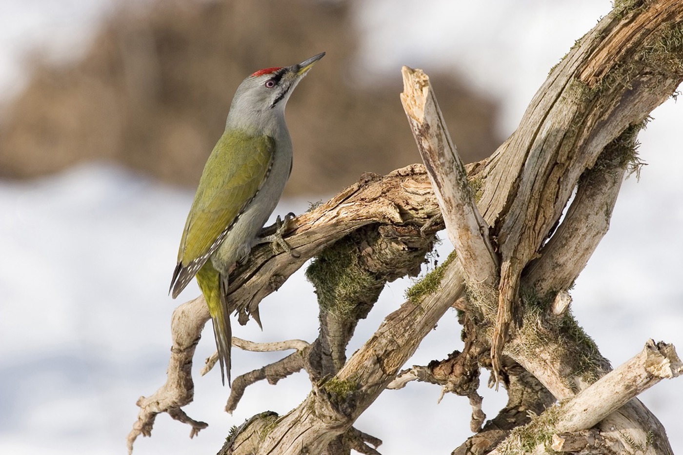 Der Bestand des Grauspechts ist weiter deutlich zurückgegangen. Die Art gilt heute als stark gefährdet. © Dieter Hopf