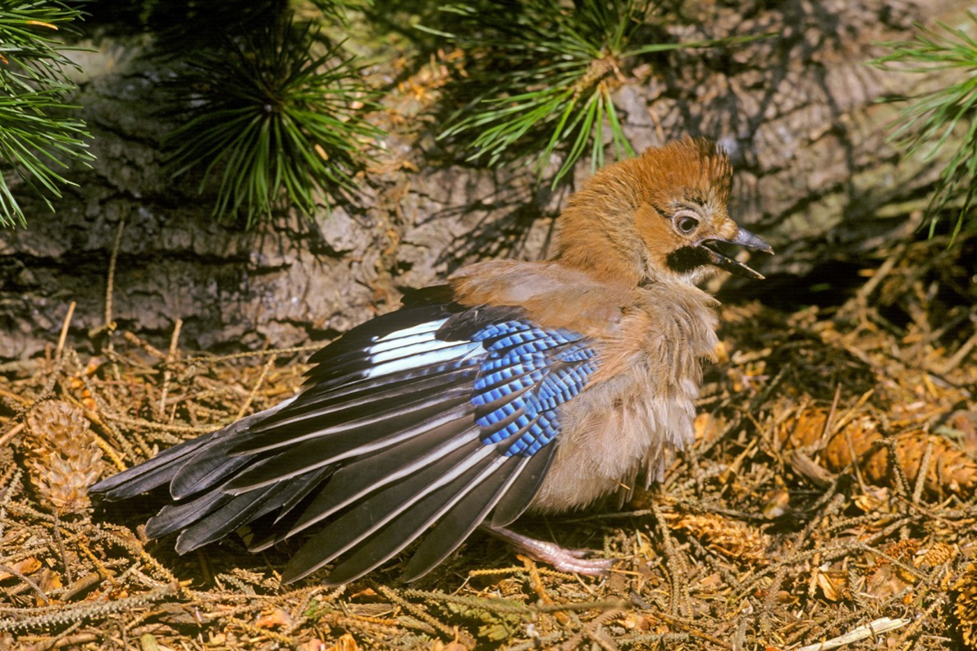 Der Eichelhäher setzt sich manchmal auf Ameisenhaufen und lässt sich mit Ameisensäure bespritzen. Die Säure schädigt kleine Milben, die seine Federn anknabbern. © Roger Hosking/FLPA/imageBROKER/F1online