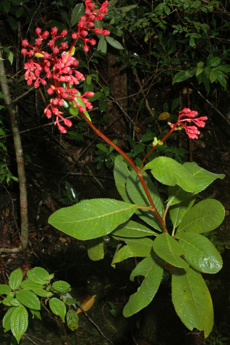 Forests Figure P1 Lowryanthus3