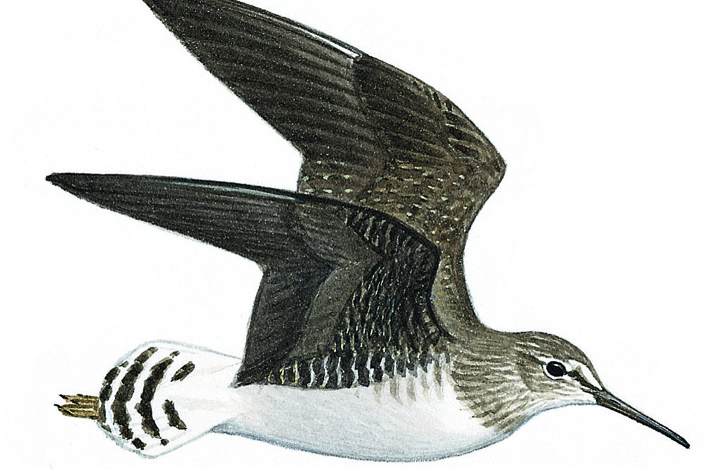 Waldwasserläufer. © François Desbordes (alle Zeichnungen)