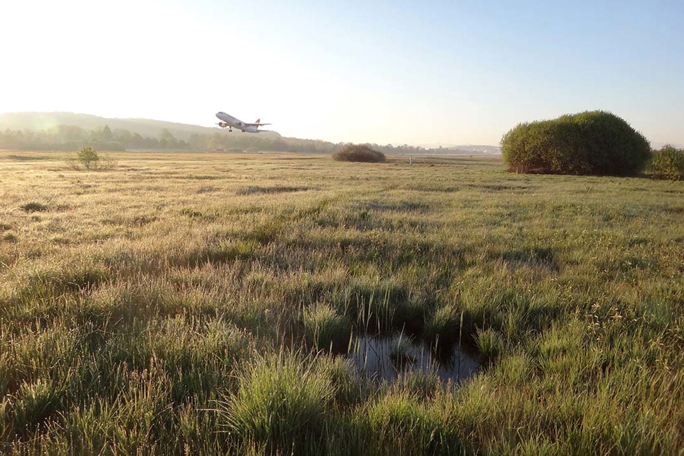Im Klotener Ried zwischen den Pisten des Flughafens brüten zahlreiche Vögel. © Werner Müller