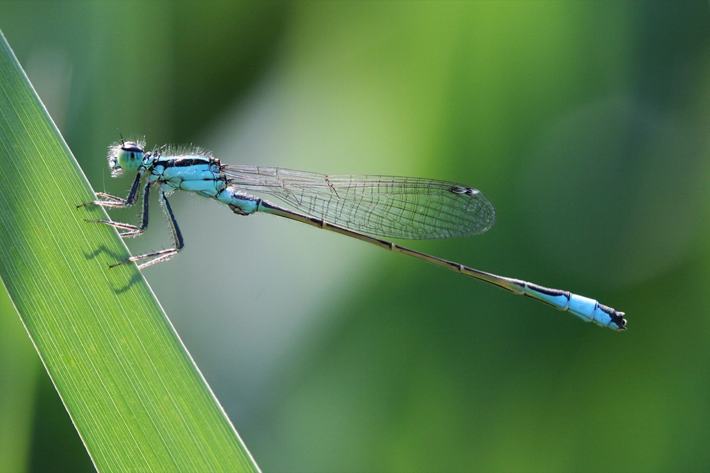 Ob Libelle, Vogel oder Pilz: Melden Sie Ihre Beobachtungen per App an die Wissenschaft. © Stefan Bachmann