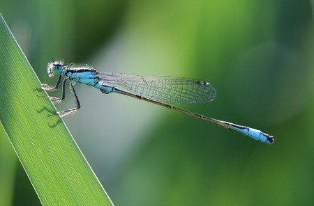 Beobachtungen per App melden