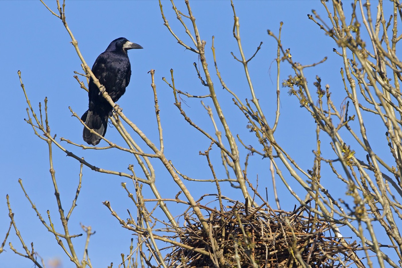 Nur wenige tausend Paare der Saatkrähe brüten in der Schweiz. An den Kolonien kann es laut zu und her gehen. © Mathias Schäf