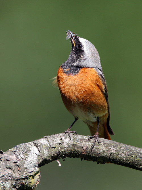 Nsia Gartenrotschwanz Erich Luescher
