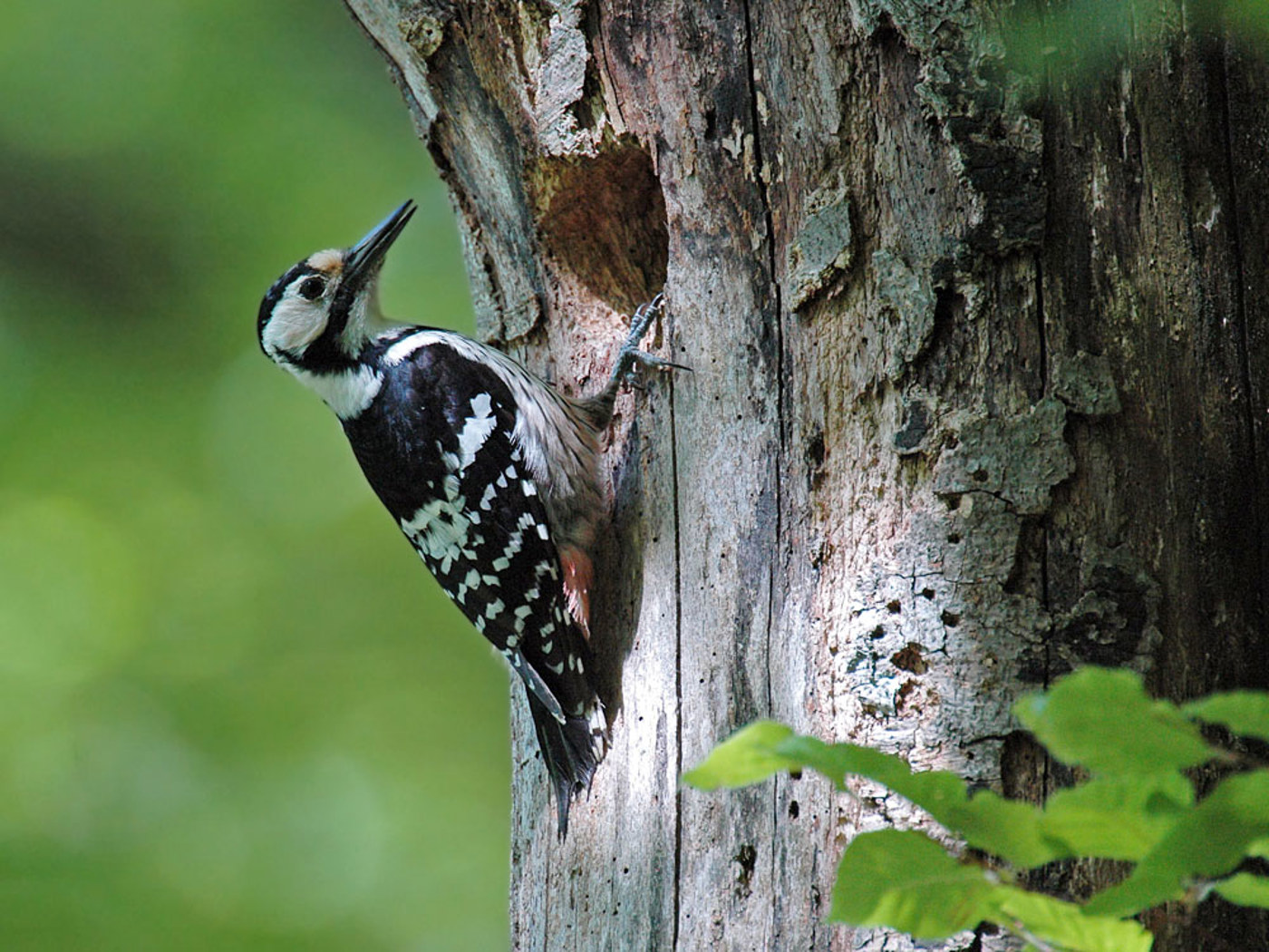 VO Weissrueckenspecht Chmeier
