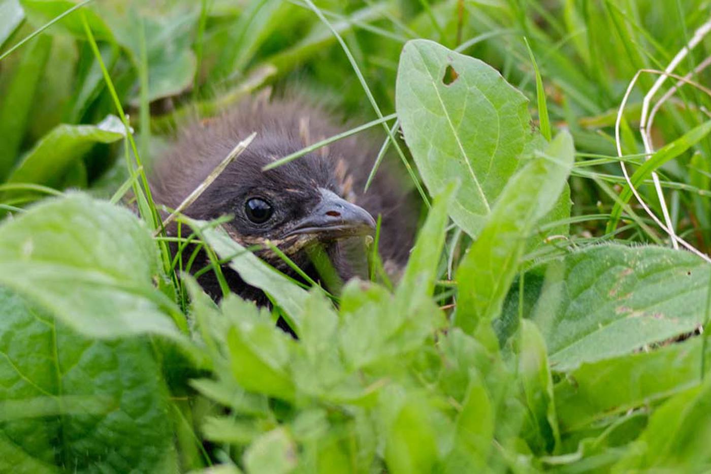 Dieser junge Wachtelkönig erblickte bei Obersaxen (GR) das Licht der Welt. © Enea Fadini/BirdLife