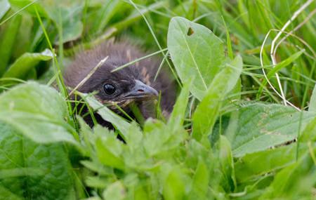 Ein ausserordentliches Wachtelkönig-Jahr