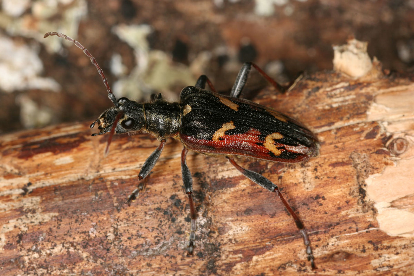Der Zweibindige Zangenbock (Rhagium bifasciatum) entwickelt sich vorwiegend in abgestorbenem, morschem Nadelholz und nur selten in Laubholz. Er überwintert in einer Puppenwiege unter der Rinde, die er mit Sägespänen auskleidet. © Beat Wermelinger