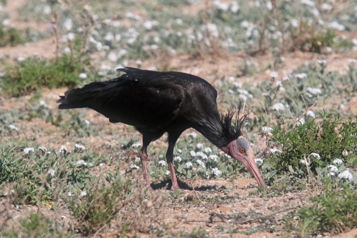 An offenen Bodenstellen stochert der Waldrapp nach Beutetieren. © Werner Müller (alle)