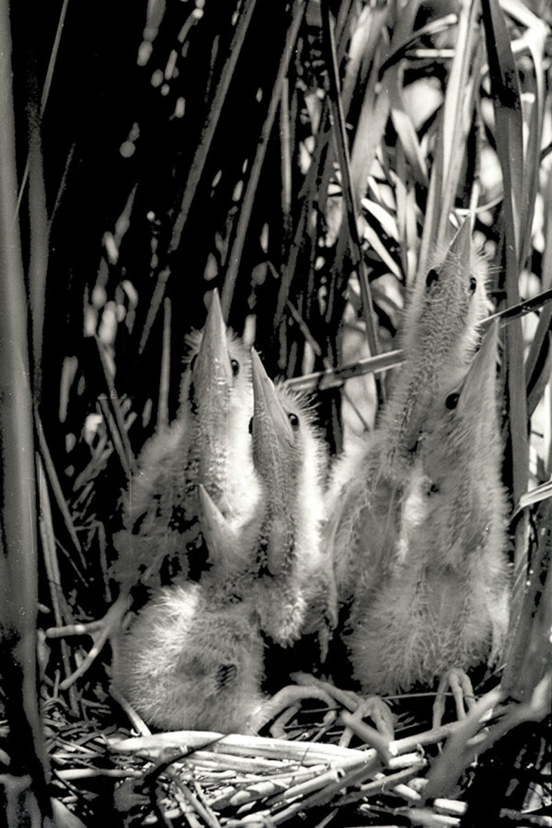 Interview Zwergdommeln Mjenny